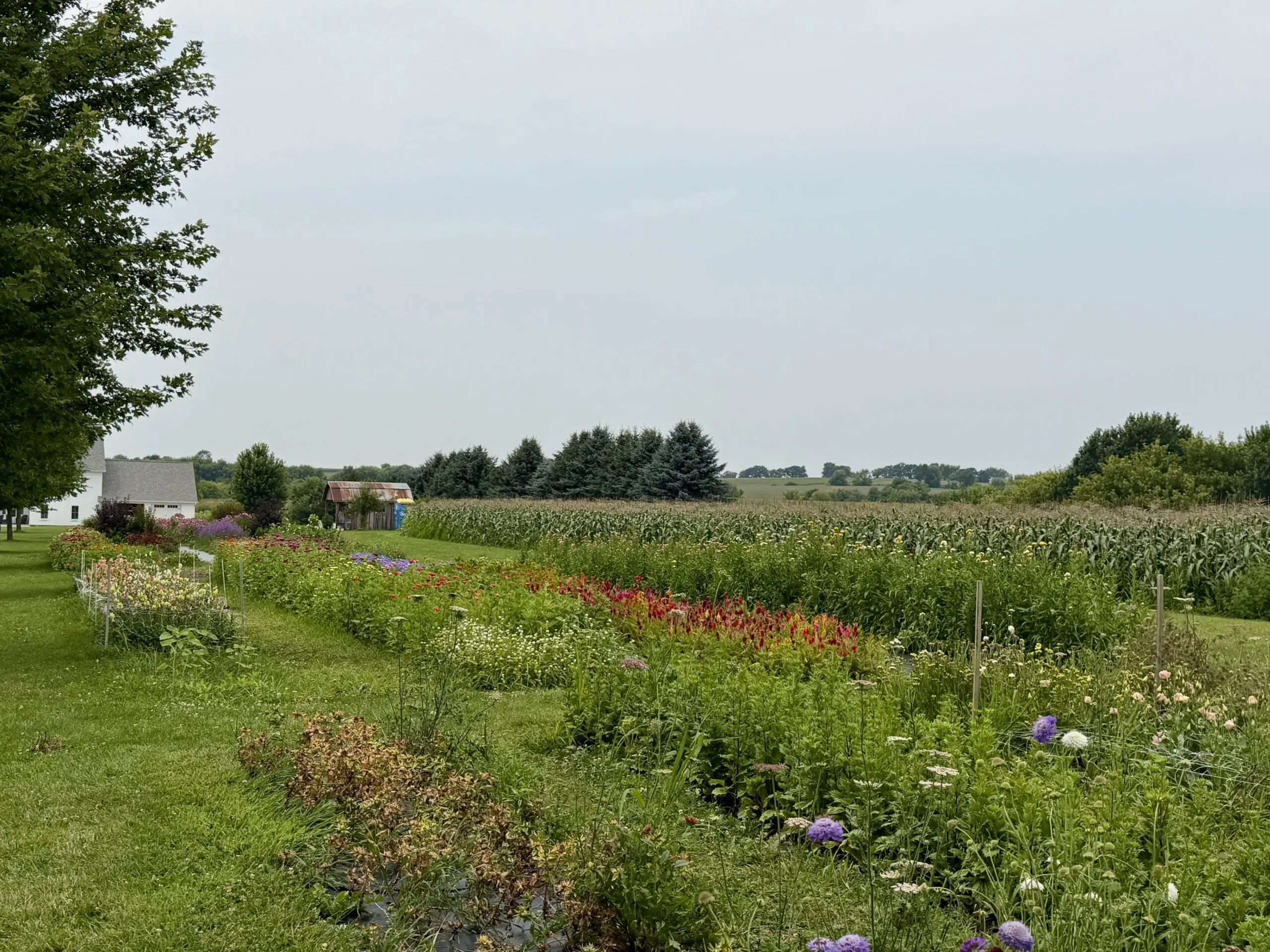 Berry and Bloom Farm