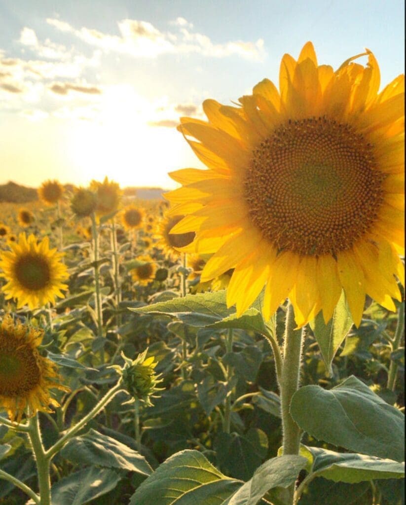 Sunflower Fields to Visit Around Rochester, MN