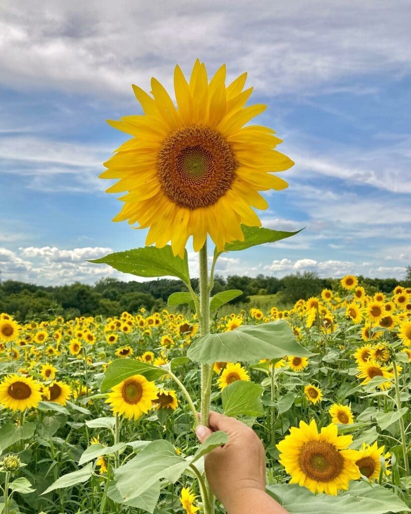 sunflower fields