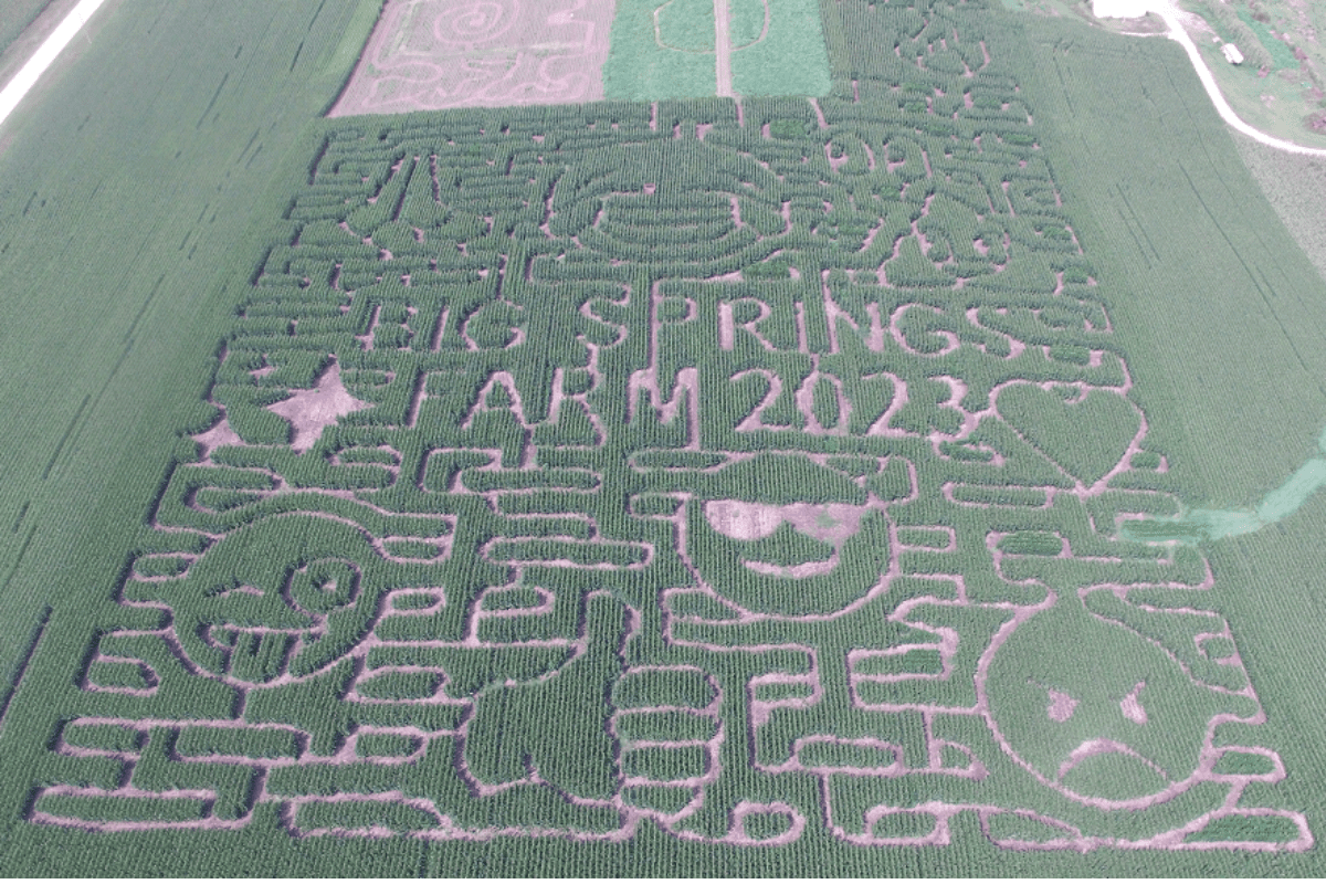 corn maze