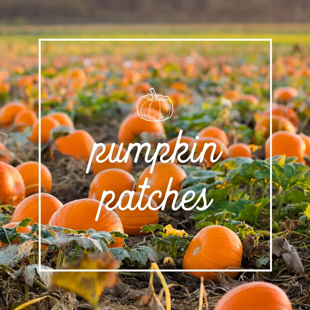 Rochester MN Guide to Fall: Festivals, Orchards, Halloween & More! | Rochester Local guide to fall