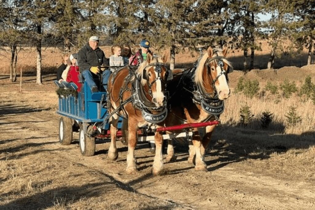 sleigh rides