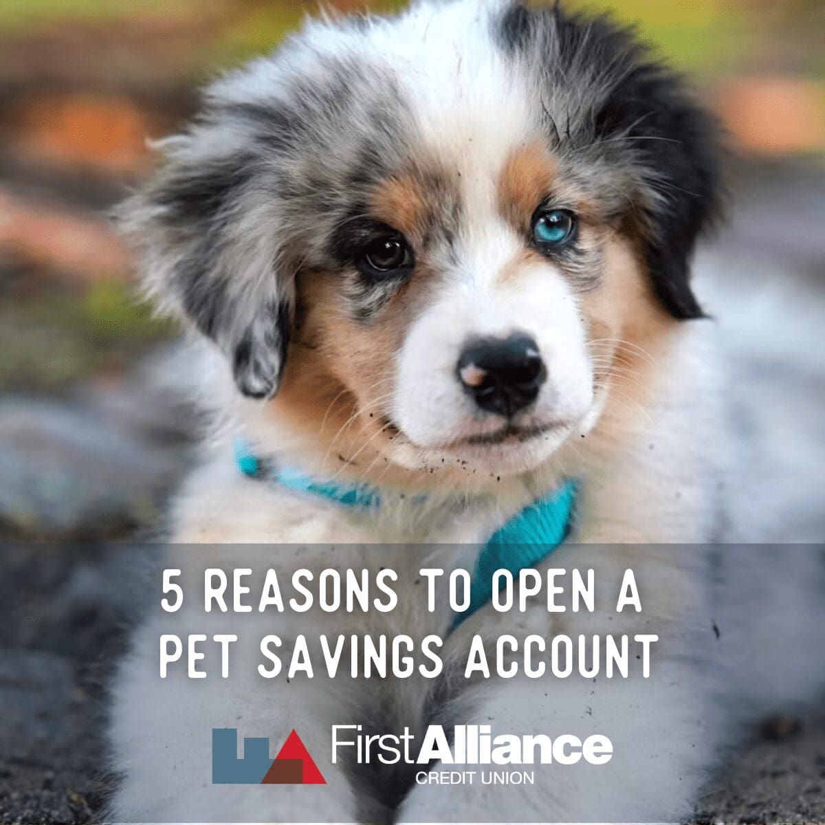 Money in MN - Pet Savings Account