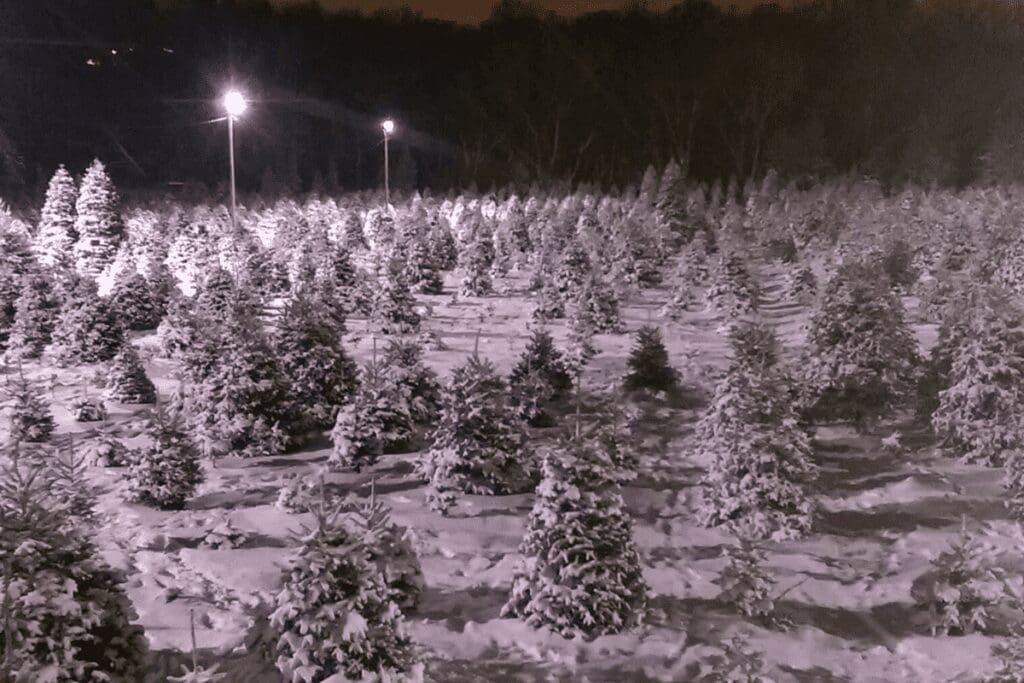 snowy lit landscape with snow covered frasier fir trees