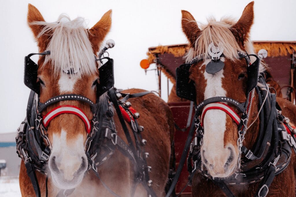Horses Pulling a Sleigh During Christmas in Mankato, MN