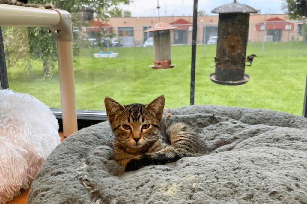 striped kitten laying on a gray cushion in front of a window with bird feeders
