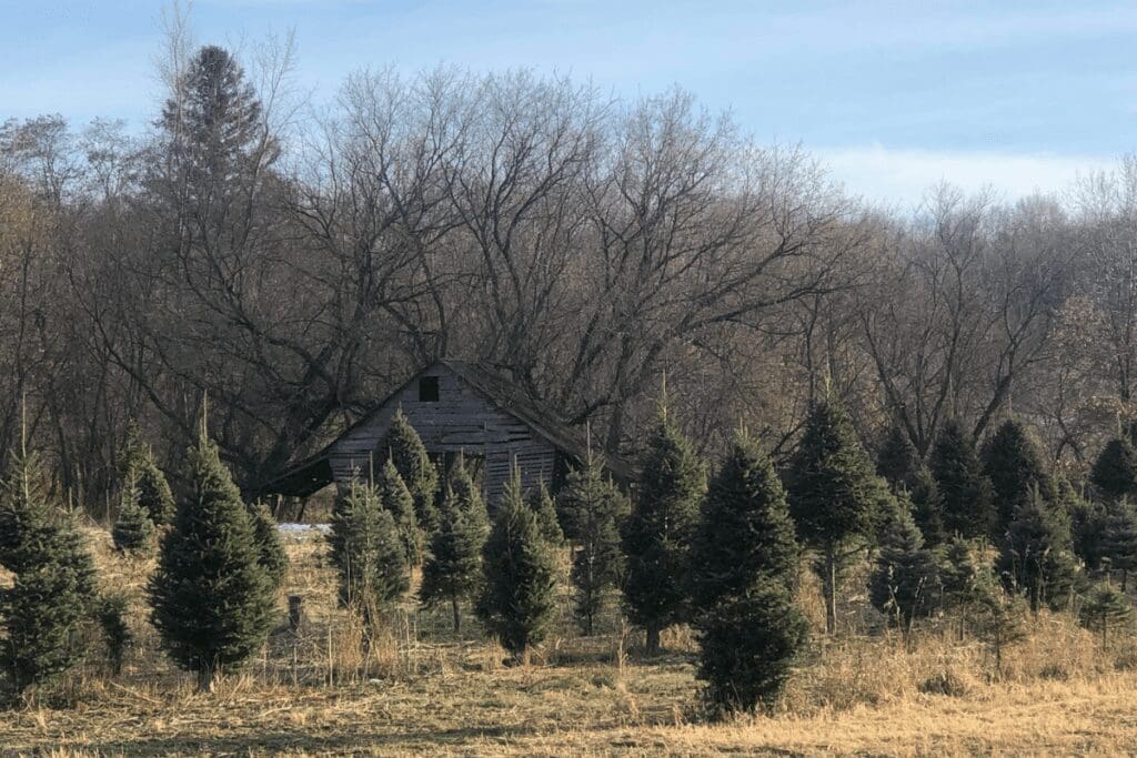 christmas tree farms