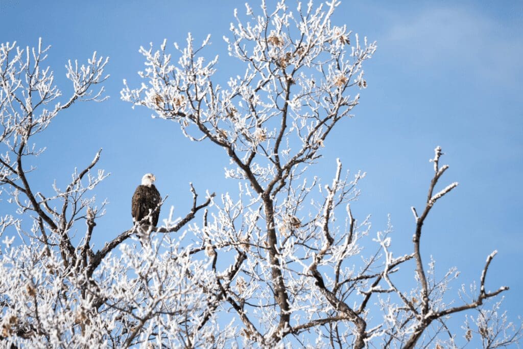 Bald eagle perched in snow-dusted tree