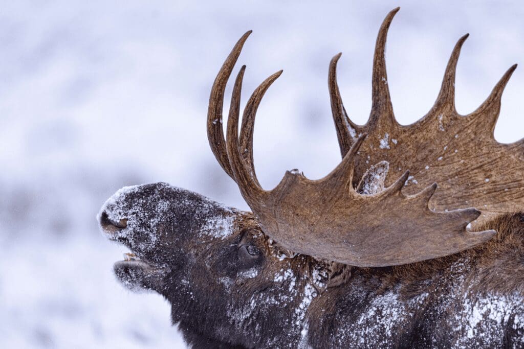 Close-up of a moose in the snow