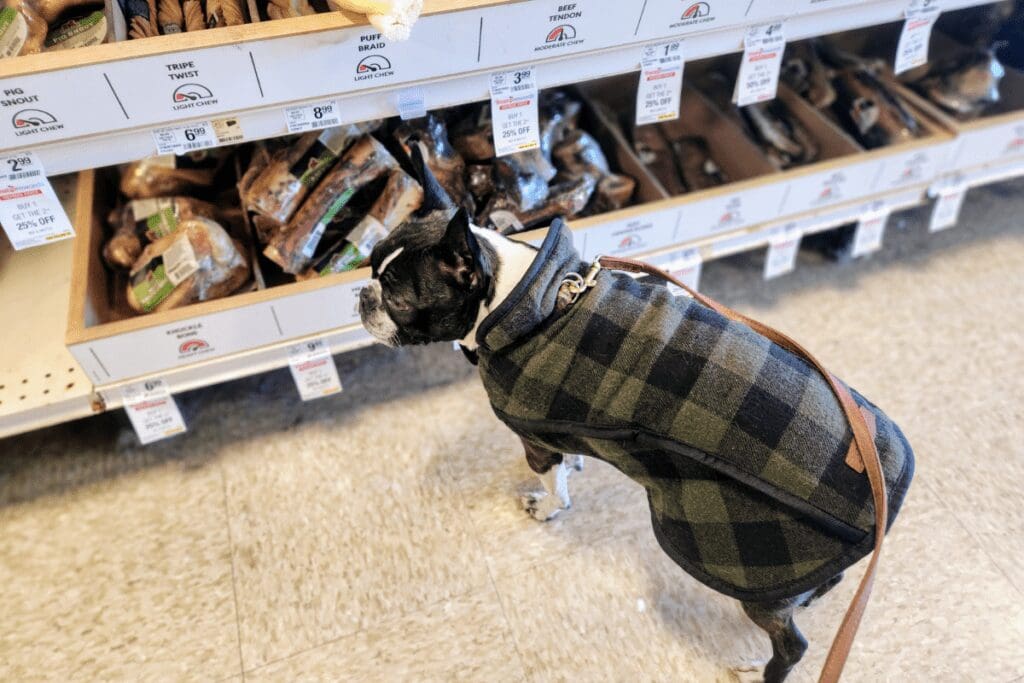 Boston terrier at PetSmart in Rochester, MN