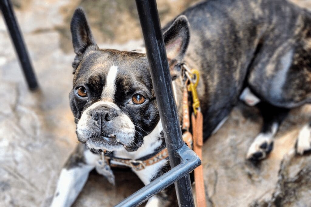 Boston terrier at a dog-friendly patio in Minnesota