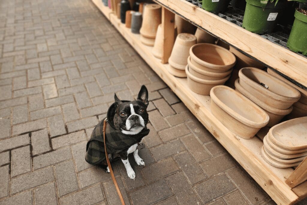 Boston terrier at dog-friendly Sargent's on 2nd in Rochester, MN