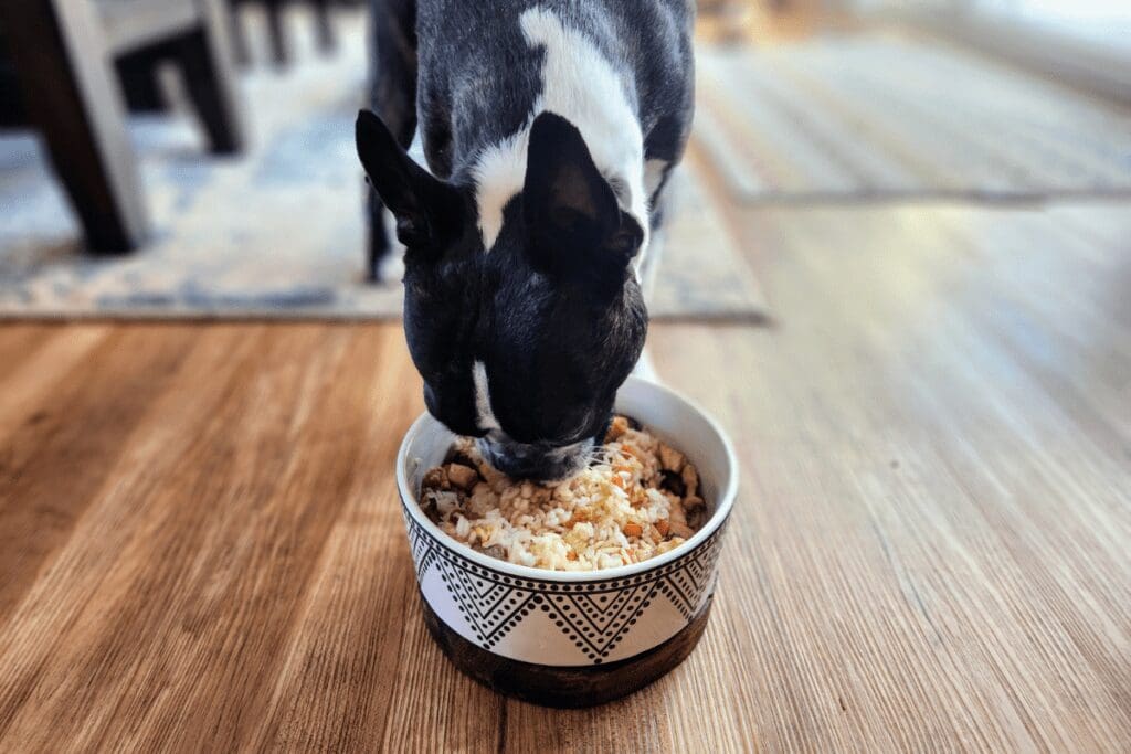 Boston terrier eating a meal from dog-friendly restaurant Zen Fusion in Rochester, MN