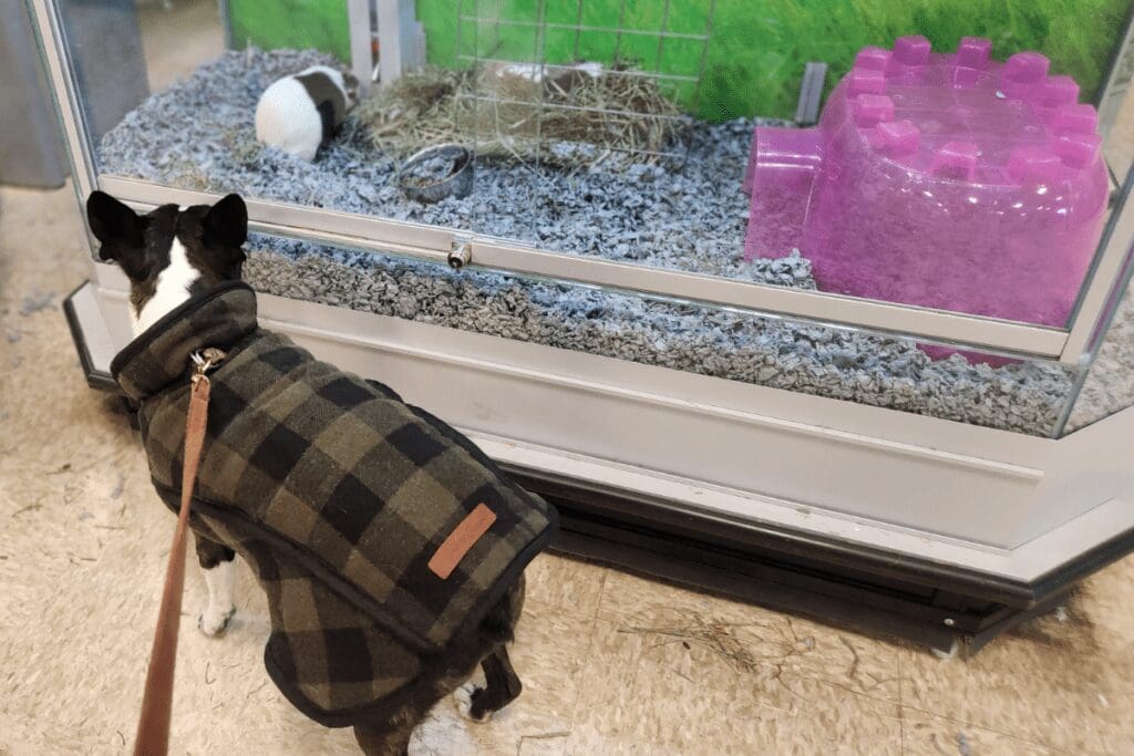 Boston terrier looking at a guinea pig at PetSmart in Rochester, MN