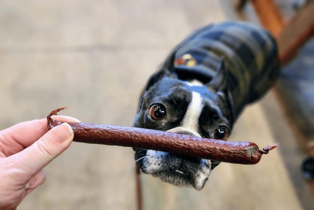 Boston terrier smelling a lamb sausage at Chuck & Don's Pet Food & Supplies in Rochester, MN
