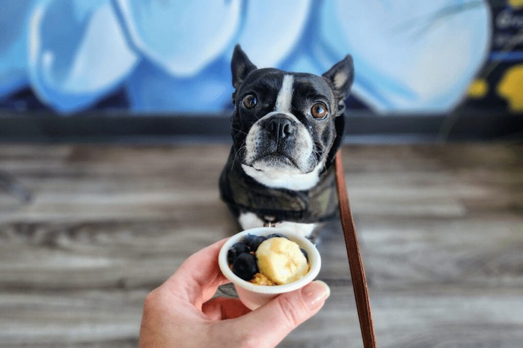 Boston terrier with a pup cup at Bloom Acai Cafe in Rochester, MN
