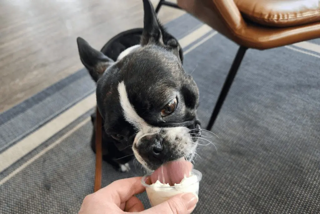 Boston terrier with a pup cup at Sargent's on 2nd in Rochester, MN