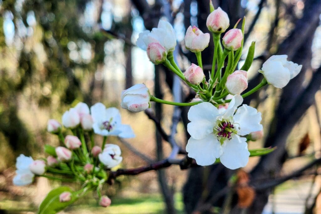 Blossoming tree in Rochester, MN