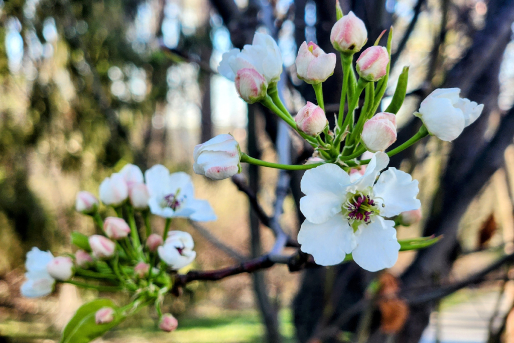 Blossoming tree in Rochester, MN