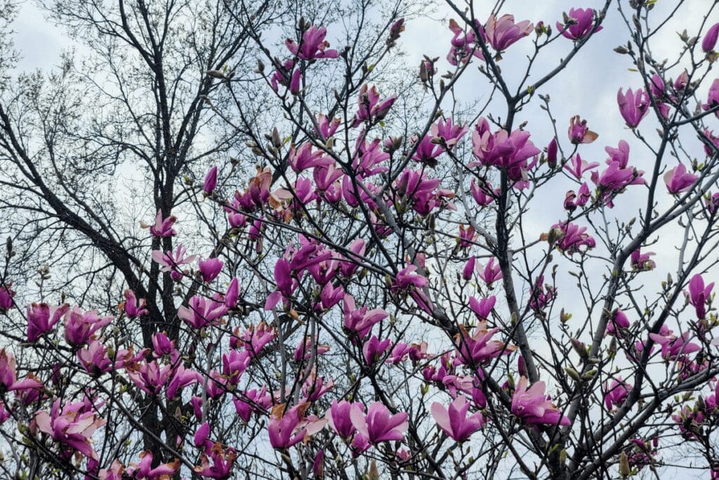 Flowering tree in Rochester, MN