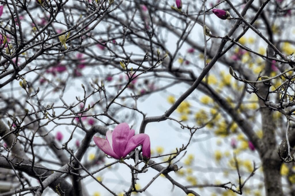 Magnolia trees in Rochester, MN