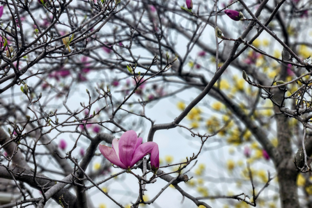 Magnolia trees in Rochester, MN