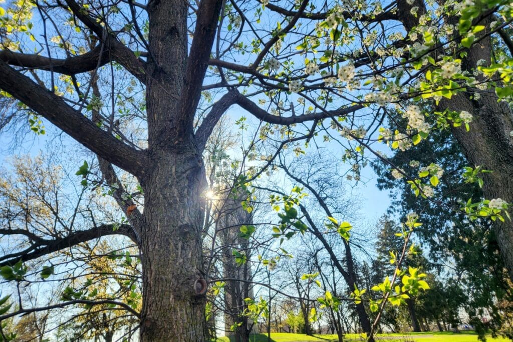 St. Mary's Park in Rochester, MN