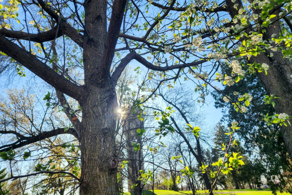 St. Mary's Park in Rochester, MN
