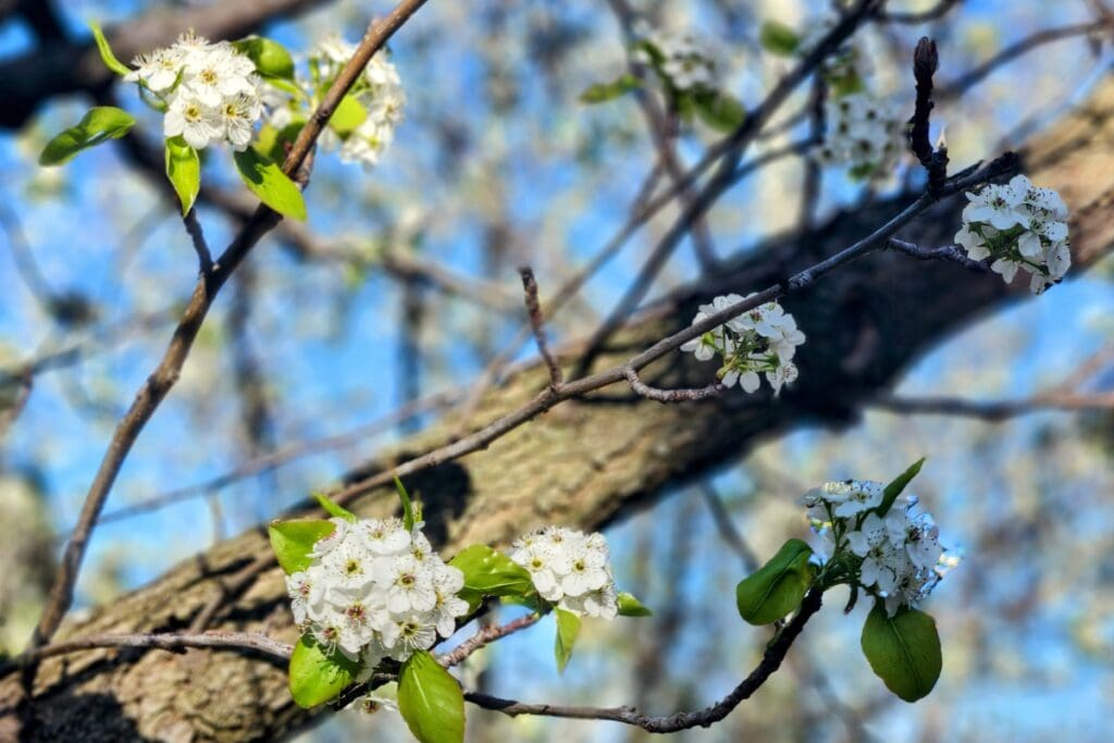 Tree in bloom in Rochester, MN
