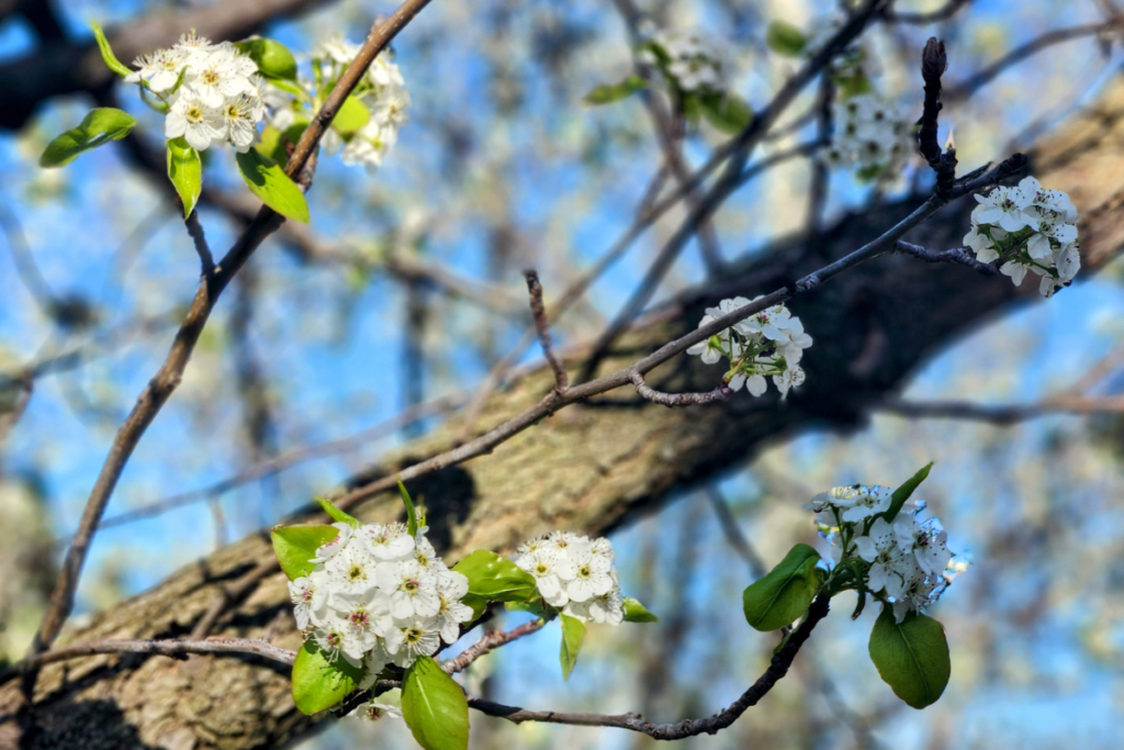 Tree in bloom in Rochester, MN