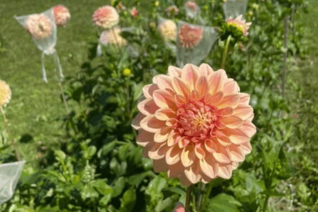 Blumen Acres in Red Wing and Zumbrota, MN