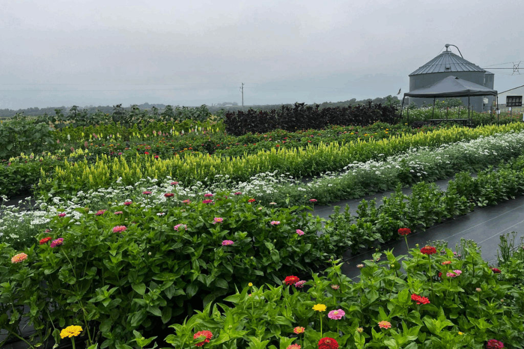 Fischer Hill Flowers in Plainview, MN