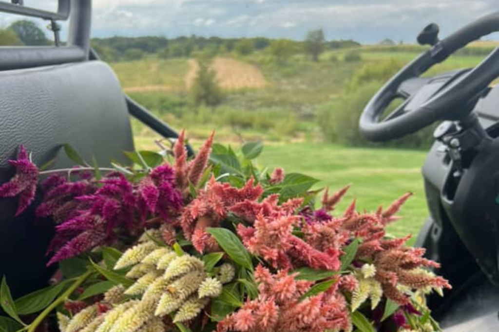 Flowers at Berry & Bloom Farm in Chatfield, MN