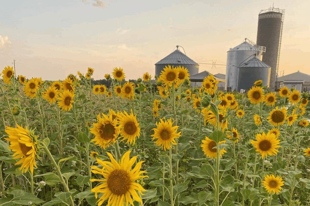 Sunflower field at Fischer Hill Flowers in Plainview, MN