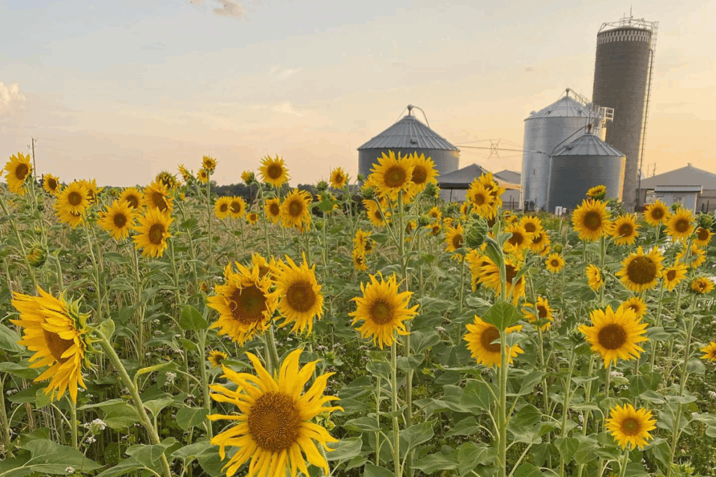 Sunflower field at Fischer Hill Flowers in Plainview, MN