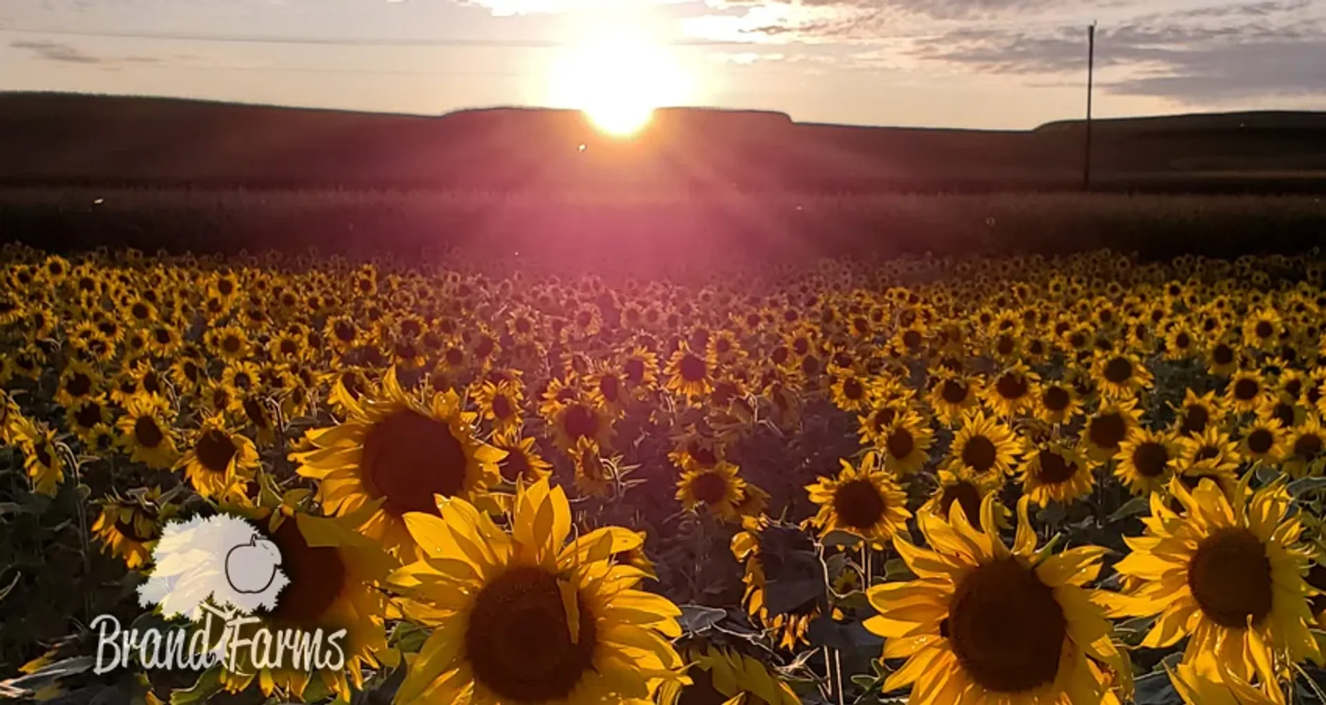 sunflower fields