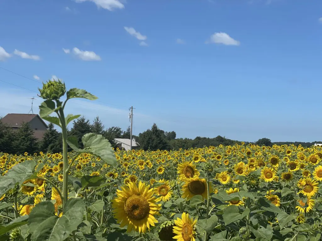 sunflower fields