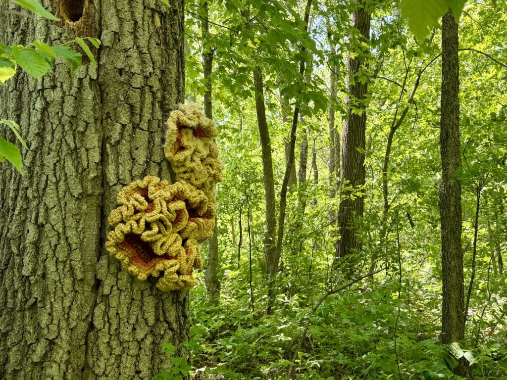 Eagle Bluff Fungi Hunt