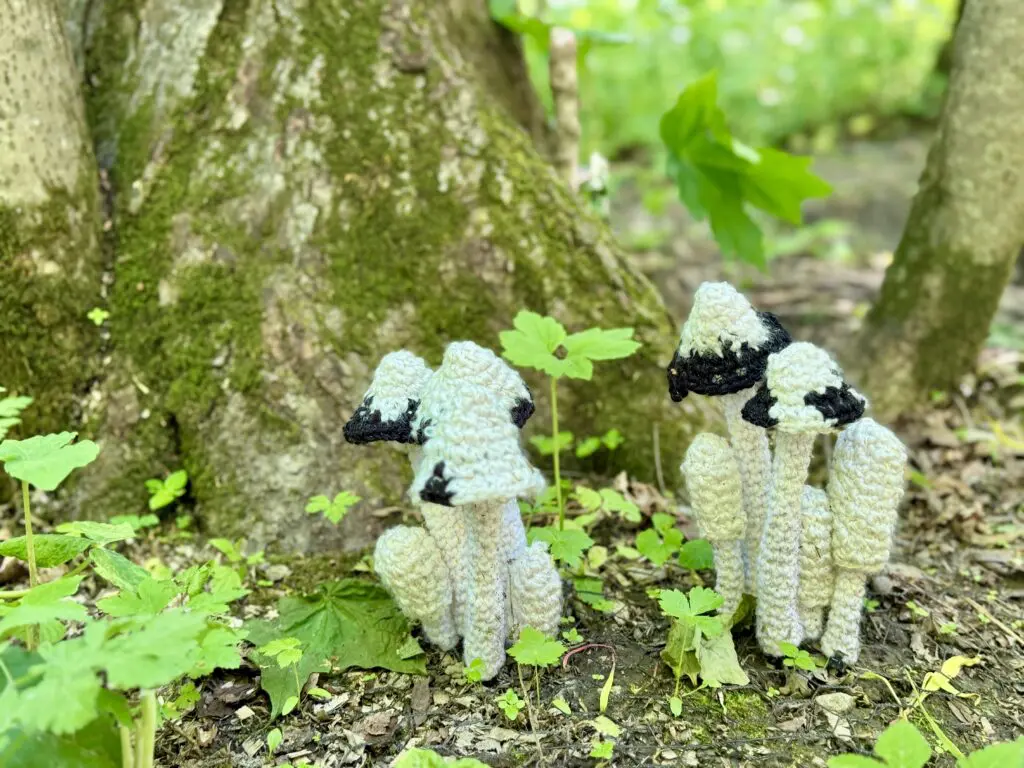 Eagle Bluff Fungi Hunt