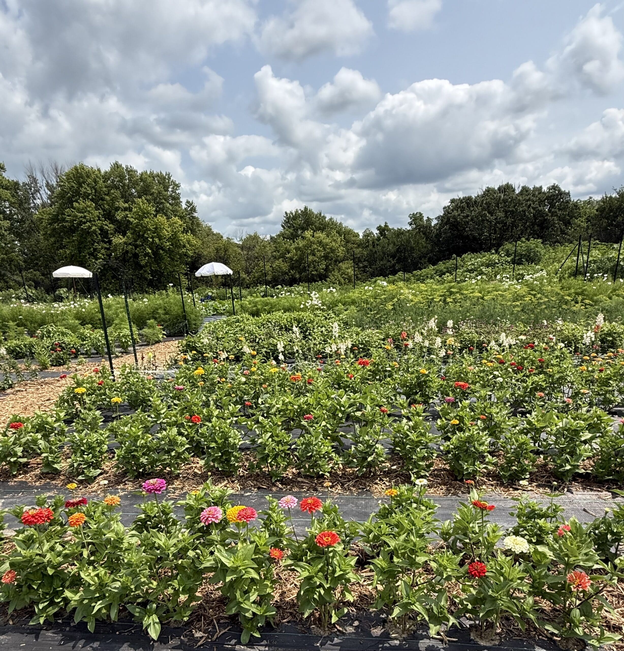 flower farm