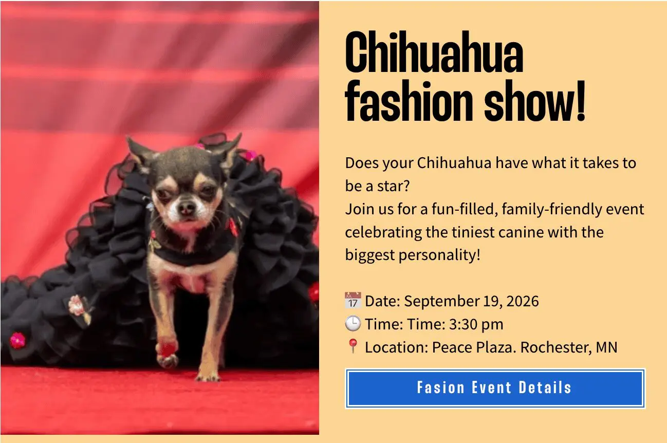 Chihuahua Fashion Show